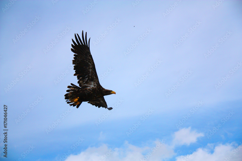 Obraz premium Steinadler