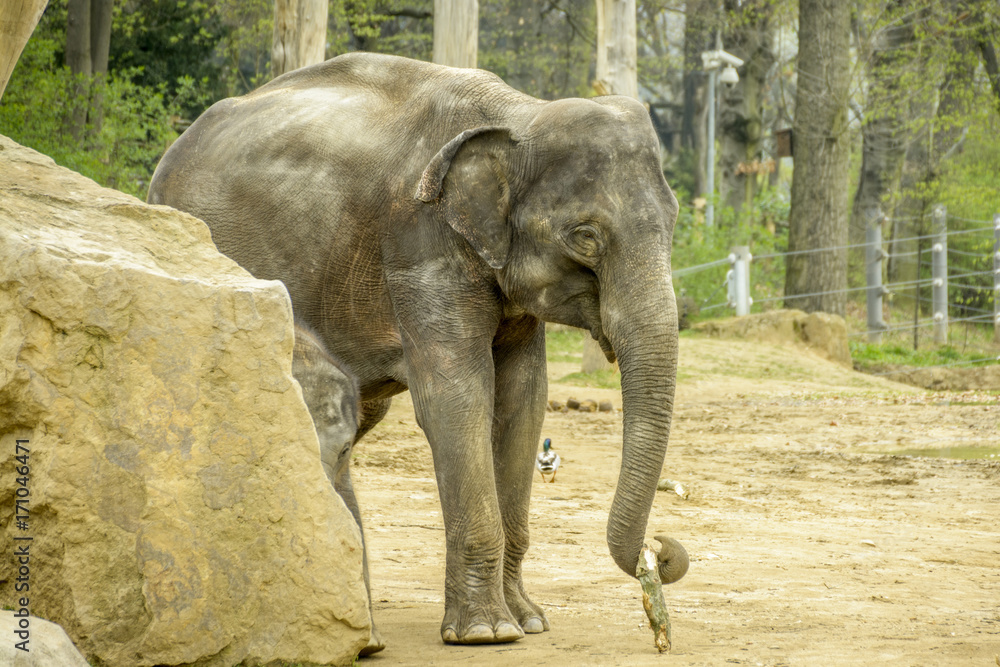 Fototapeta premium elephant
