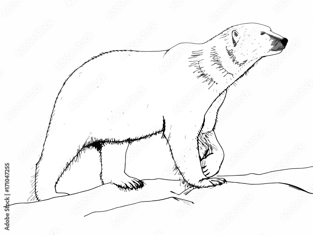 Fototapeta premium cute polar bear