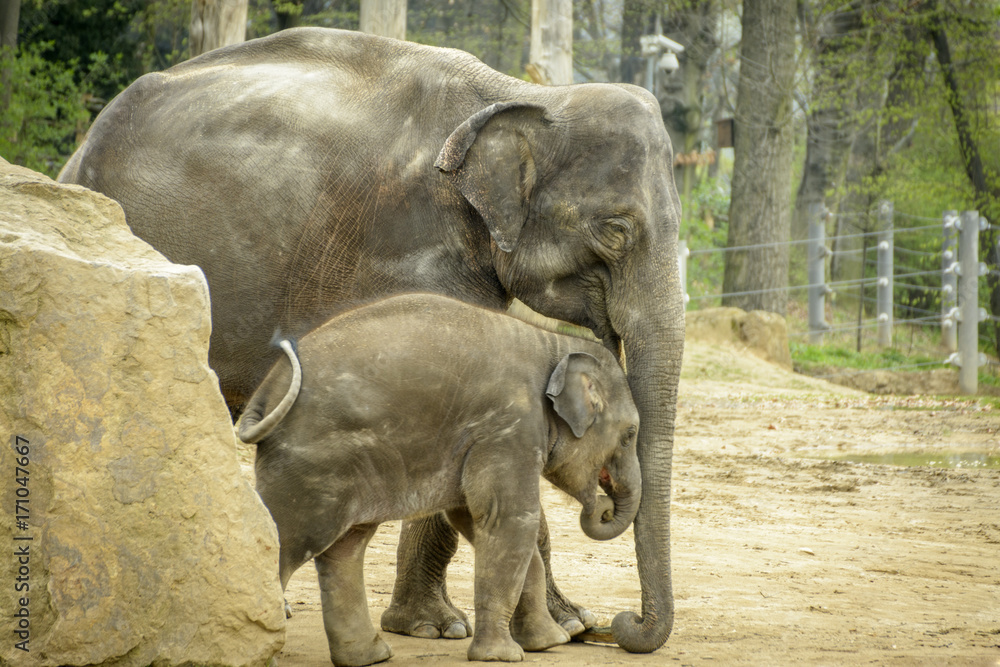 Naklejka premium elephant