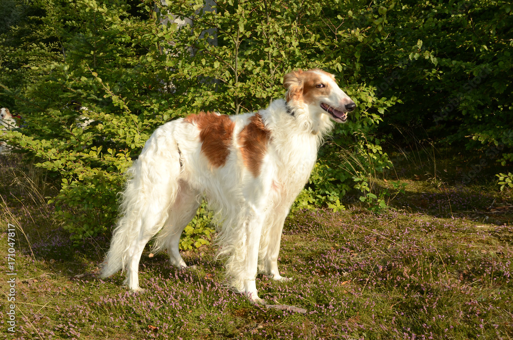 Borzoi dog seen in a forest, on a layer of heather in bloom. Borzoi dog seen in a forest, on a layer of heather in bloom.