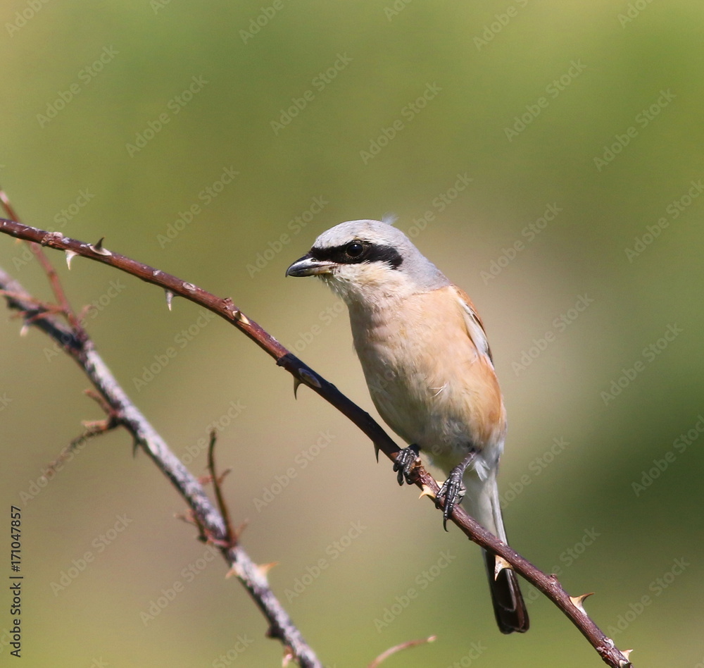 Naklejka premium Red Backed Shrike, Lanius collurio