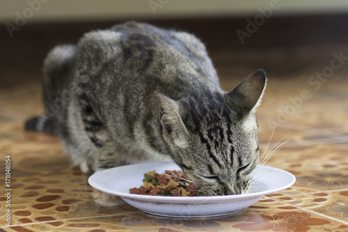 Fototapeta Naklejka Na Ścianę i Meble -  Cat eating food pellets in a dish.