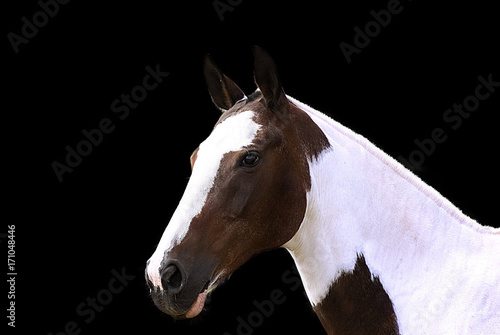 Portrait of a horse with a black background