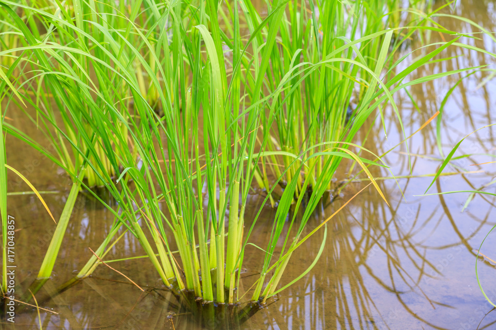 Obraz premium Green young rice sprout ready to growing in the rice field