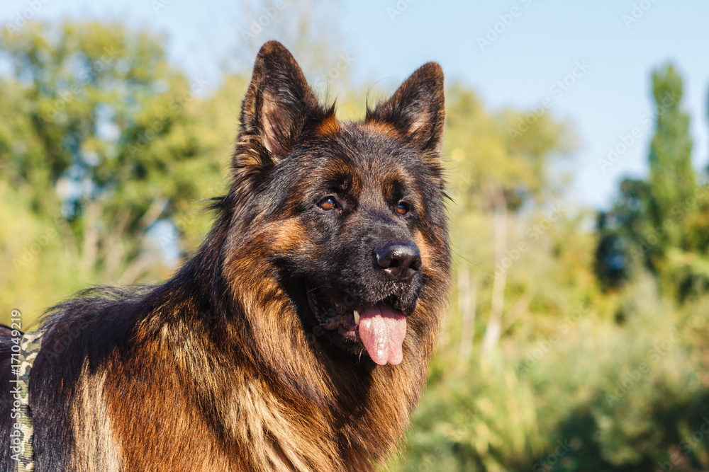 German sheperd on a trail in Valconca, Italy German sheperd on a trail in Valconca, Italy