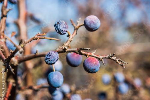 Prunus spinosa, Valconca, Italy photo