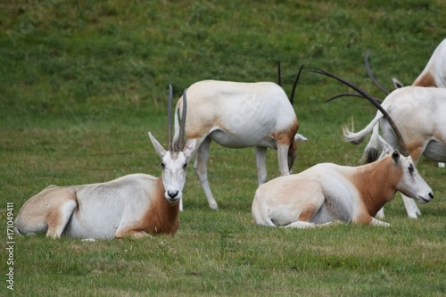 Schimitar horned oryx