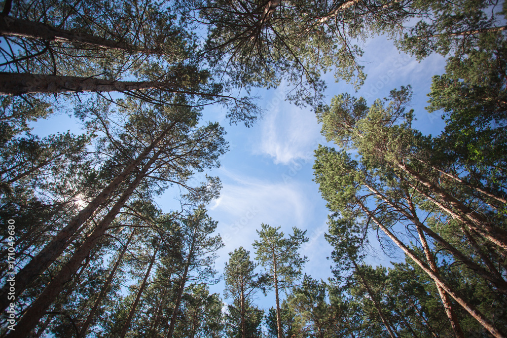 Obraz premium Forest and big trees.