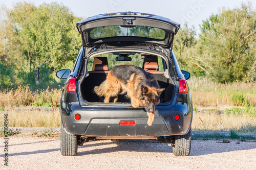 German sheperd jumping off a car in Valconca, Italy