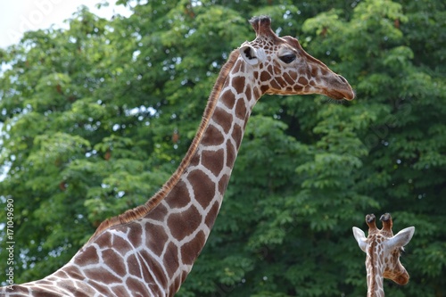 Graceful giraffe