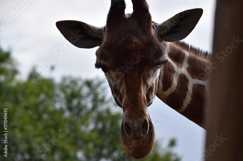 Canvas Print Giraffe head