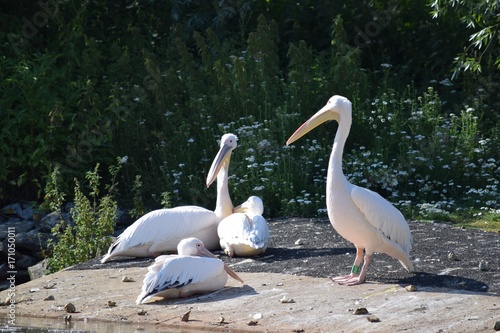 Group of pelicans