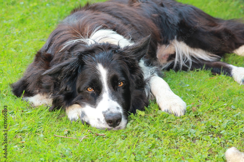 Fototapeta premium Border Collie