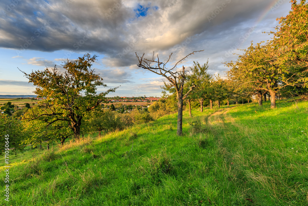 Fototapeta premium Streuobstwiese in den Spiegelsbergen bei Halberstadt