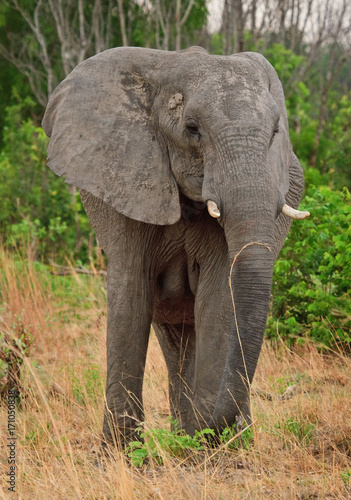 Portrait of a full frame African Elephant standing in the African Bush © paula