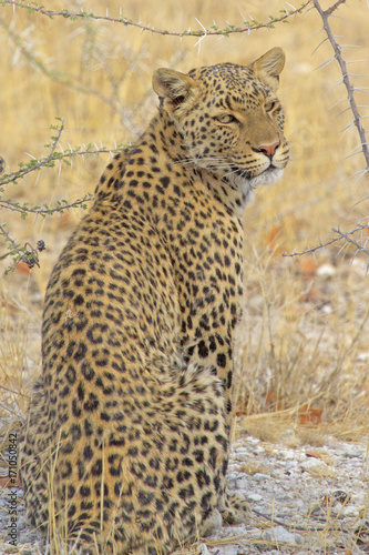 African Leopard in Hwange, sitting and looking at camera