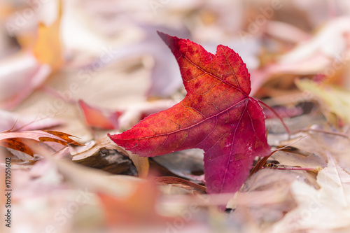 Feuille rouge, automne photo