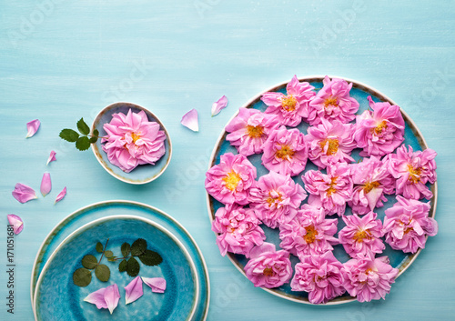 Beautiful pink damask roses on turquoise painted wooden background. Top view, flat lay.