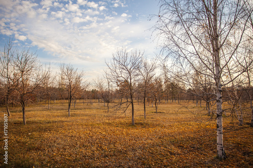 Autumn leaves on the ground. Yellow leaves lay on green grass.