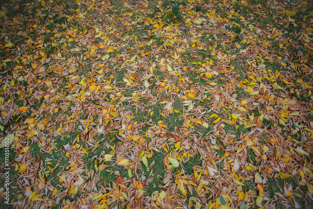 Autumn leaves on the ground. Colorful leaves lay on green grass in season of fall. Autumn leaves on the ground. Colorful leaves lay on green grass in season of fall.