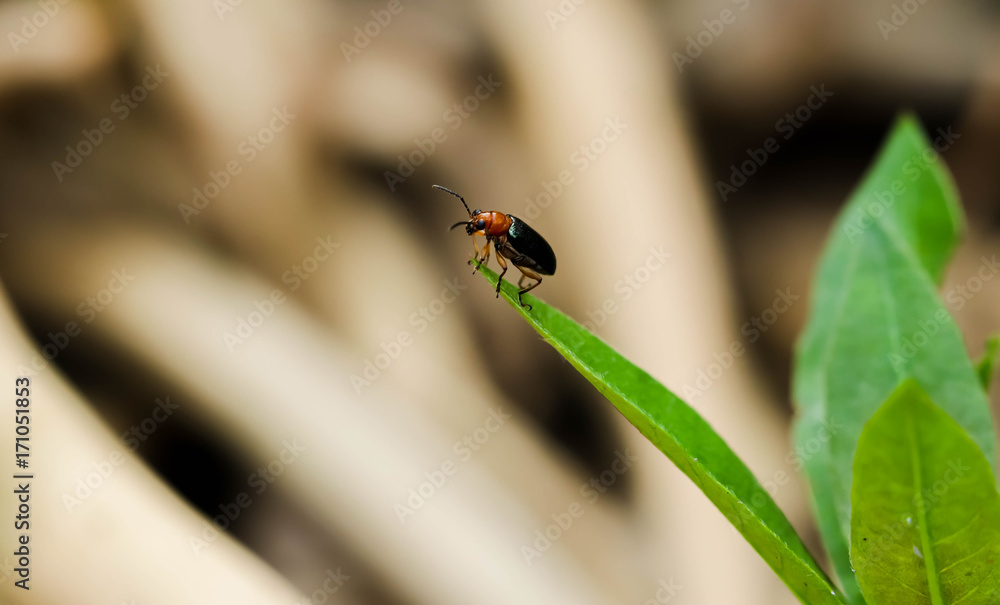 Close up of black Cucurbit Beetle on green leaf