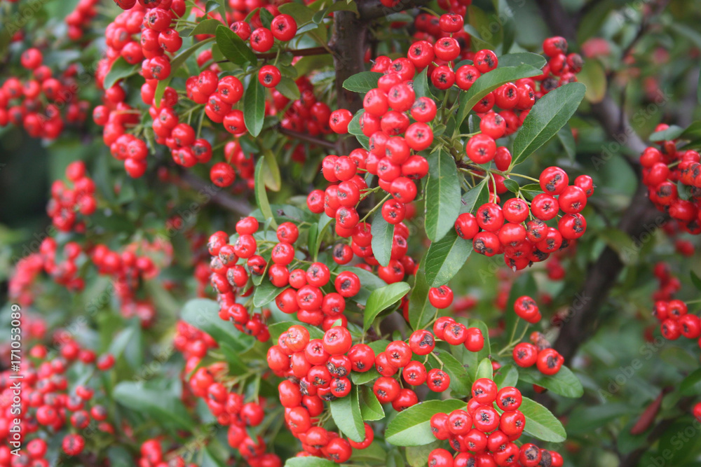 Bacche rosse e foglie verdi di Pyracantha. Fuoco selettivo. Bacche rosse e foglie verdi di Pyracantha. Fuoco selettivo.