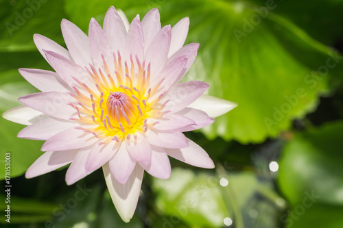 Pink lotus with yellow pollen.