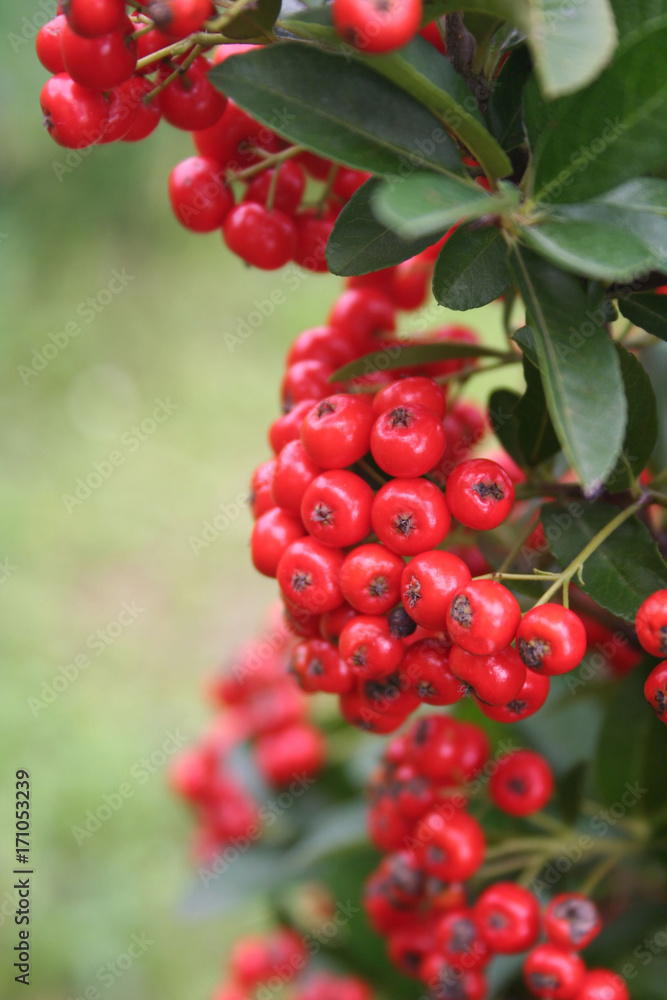 Pyracantha arbusto nel gelo con foglie di colore verde scuro e rosso  scarlatto bacche fotografato un freddo gelido inverno mattina Foto stock -  Alamy