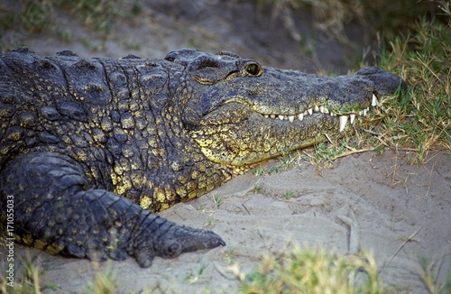 Nile crocodile, Botswana