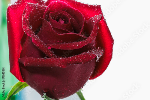 Rose red flowers on white background with water drops on petals