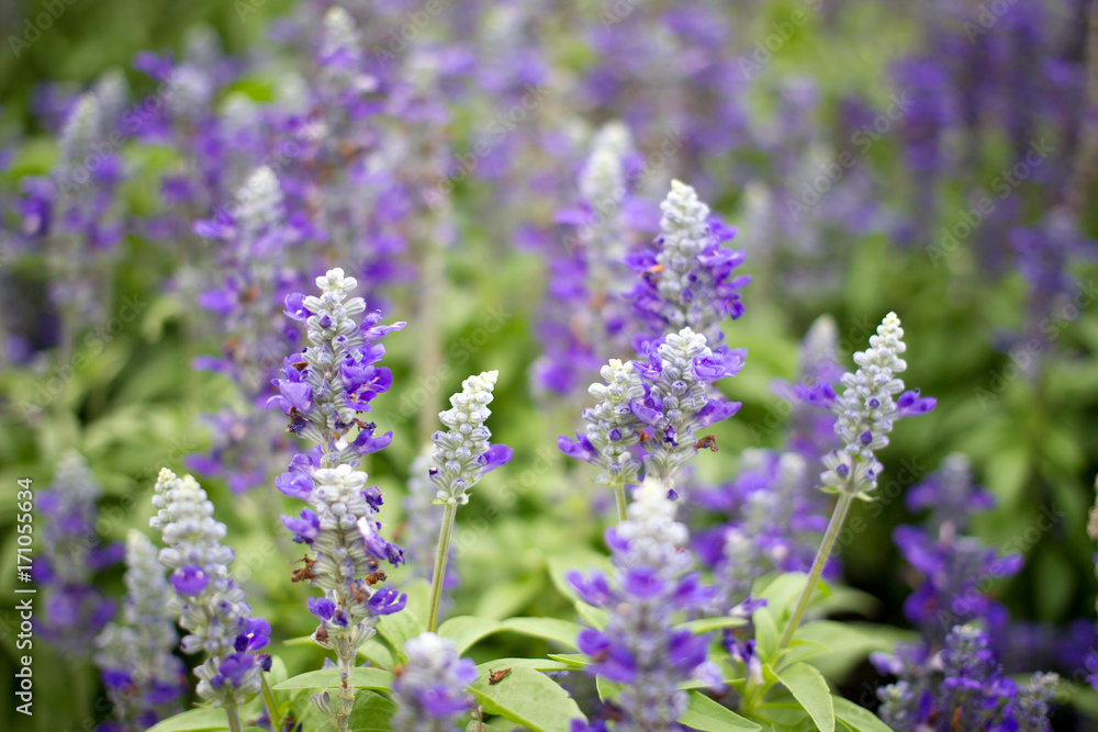 Beautiful lavenders close up in the garden with blurred larvender field background. Beautiful lavenders close up in the garden with blurred larvender field background.
