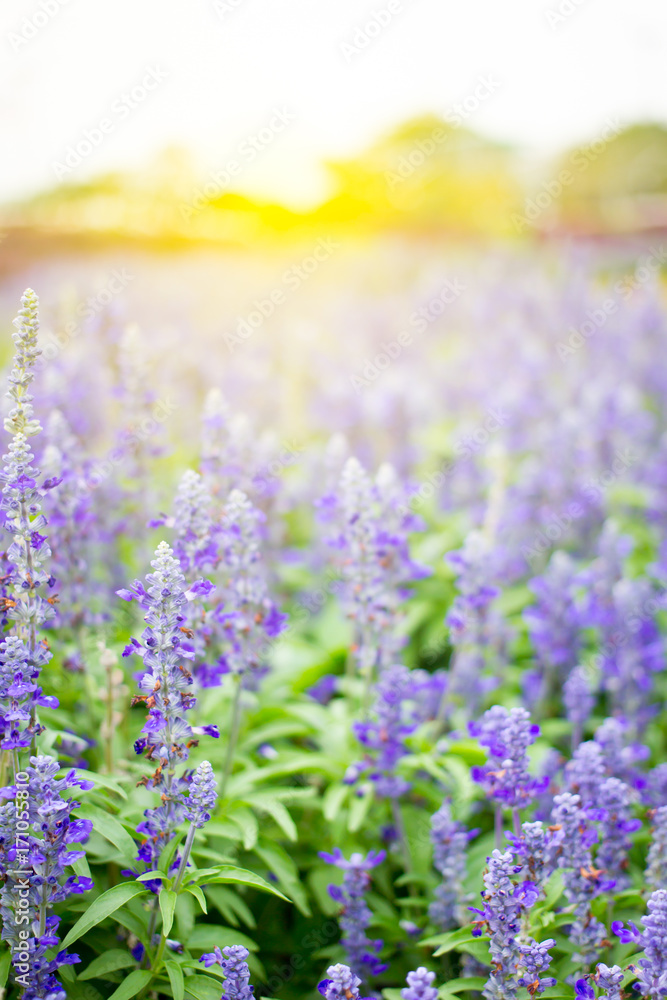 Fototapeta premium Beautiful lavenders close up in the garden with blurred larvender field background.