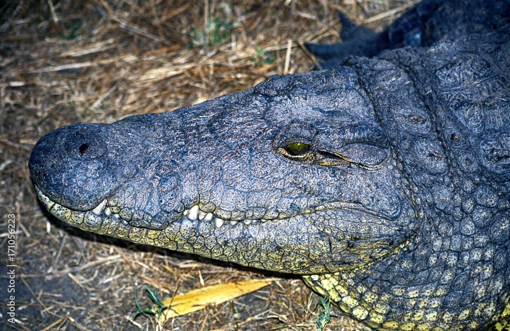 Obraz premium Nile crocodile, Botswana