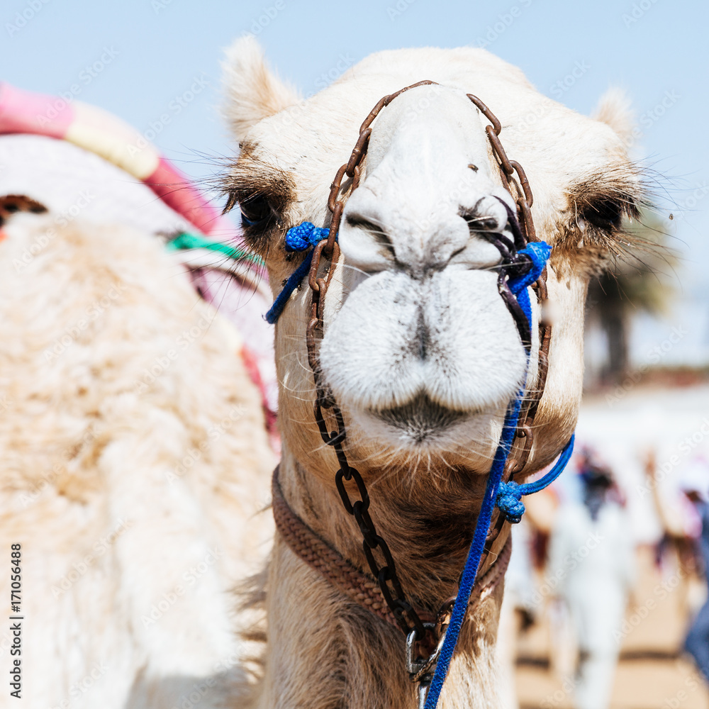 Obraz premium Racing camel