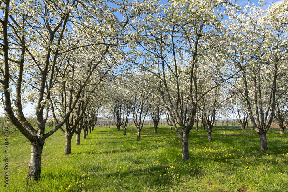 Blühende Kirschbäume (Prunus avium) Blühende Kirschbäume (Prunus avium)