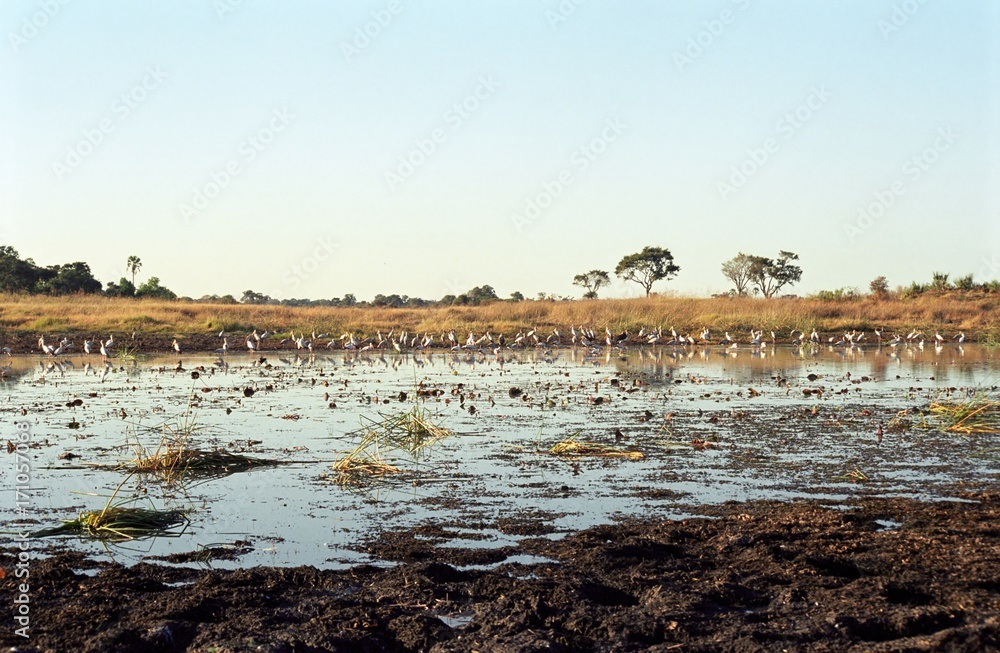 Birdlife, Okavango Delta, Botswana