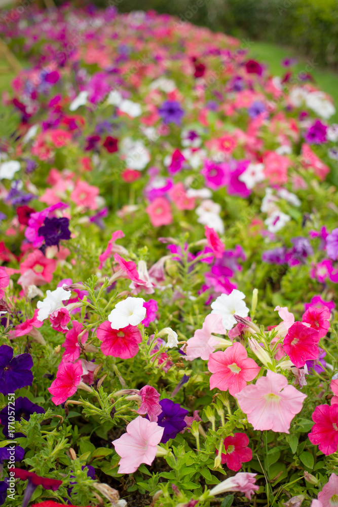 Beautiful multicolor of Petunia flowers in garden close up.