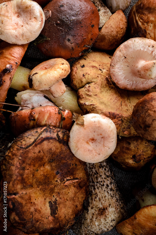 many different mushrooms as a background many different mushrooms as a background