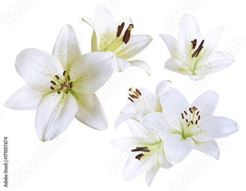 White flowers lily