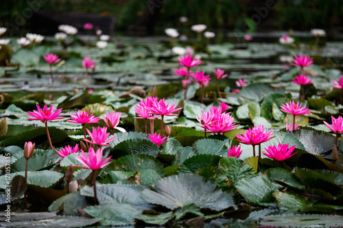 Blossom pink lotuses or water lily, which is symbolic of purity of the body, speech, and mind, in Buddhism, in pond
