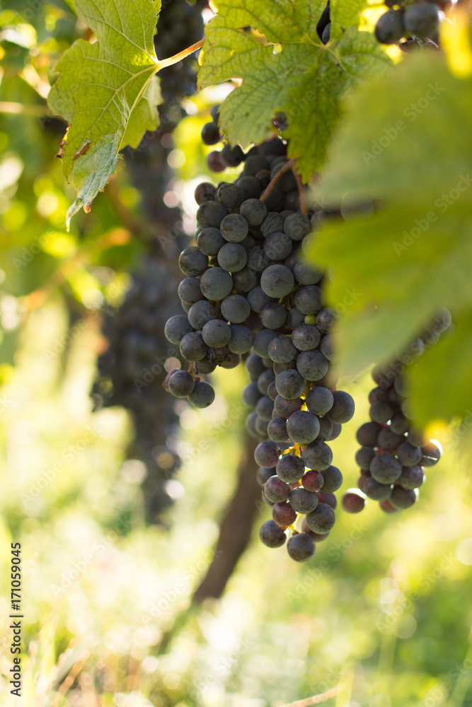 View of vineyard with ripe grapes at sunset. Ripe grapes ready for harvest in autumn. Beautiful golden evening light.