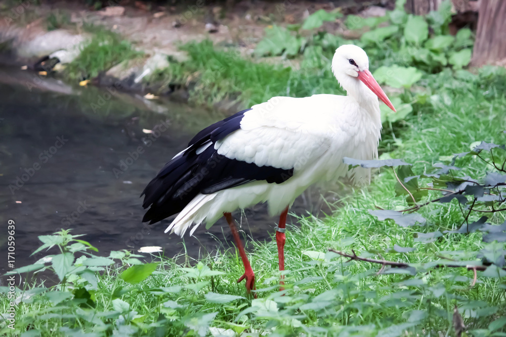Cigogne Cigogne