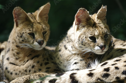 Servals