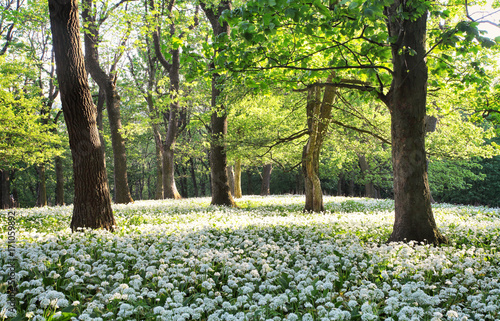 Fototapeta Naklejka Na Ścianę i Meble -  Forest green landscape with tree and white flowers