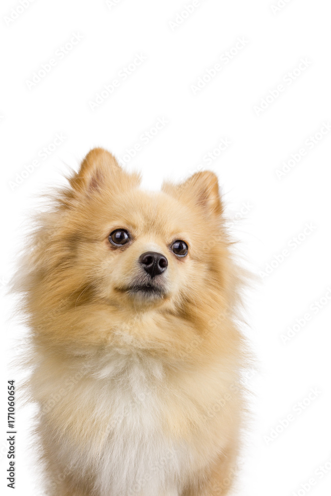 isolated dogs on white background, pomeranian dogs, dogs on white isolated dogs on white background, pomeranian dogs, dogs on white