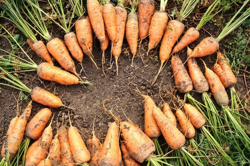 Fotografie "Fresh carrots on the ground "!