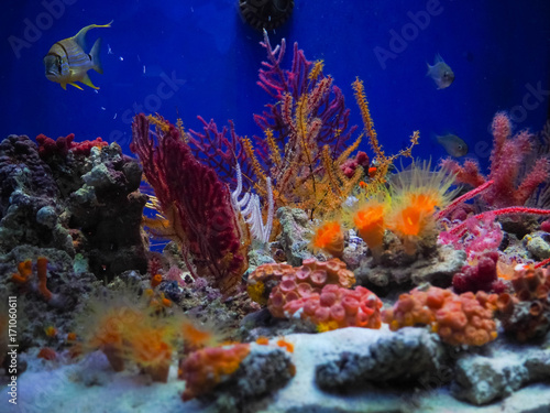 underwater coral reef landscape background in the deep blue ocean with colorful fish and marine life, blurred background