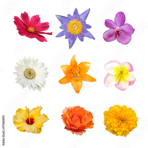 collection of various red, orange, white, pink, violet and yellow flower contain hibiscus, orchid, rose, lily, gaillardia, lotus, plumeria, marigolds, cosmos