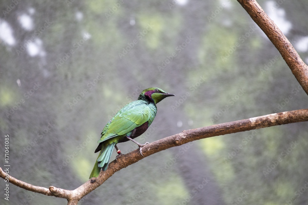 Fototapeta premium Emerald Starling (Lamprotornis iris)